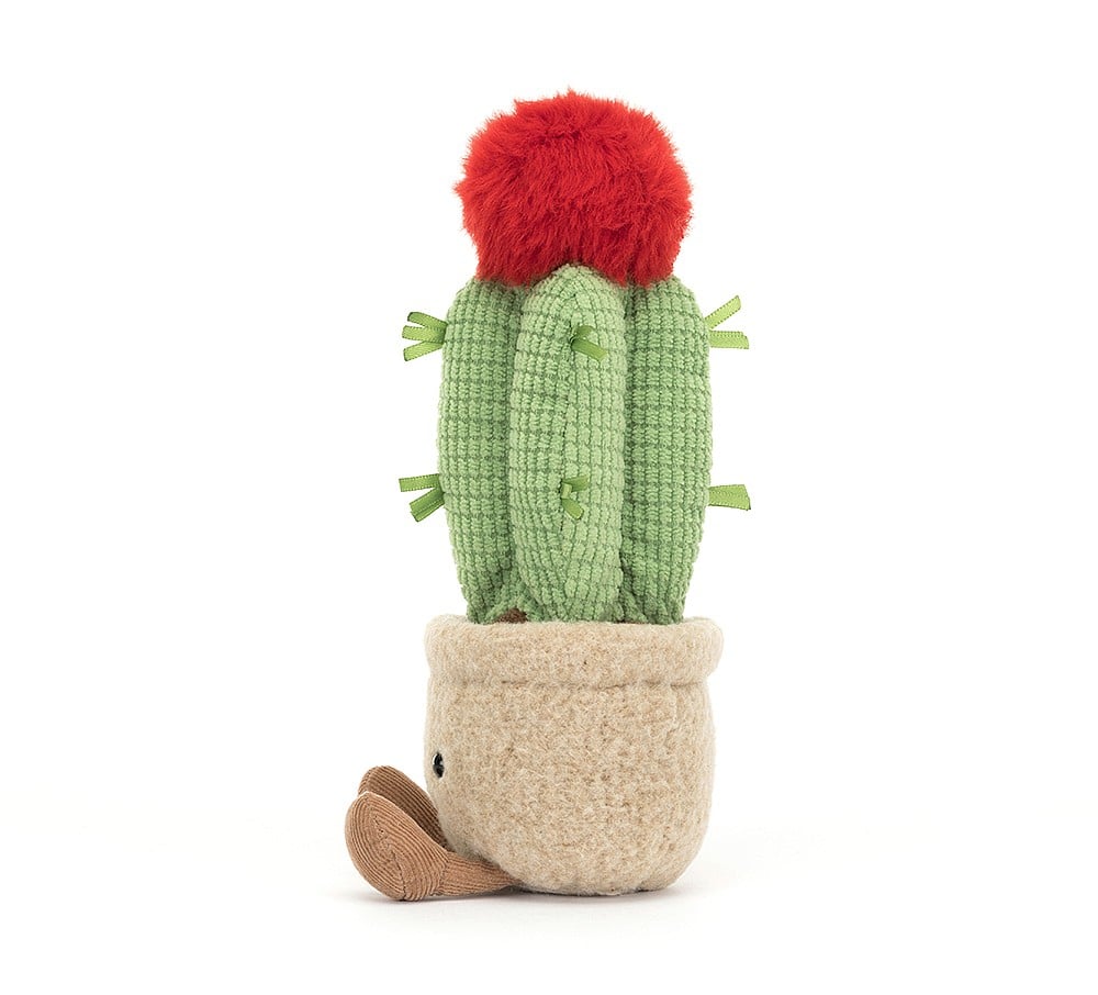 Amuseable Moon Cactus - Image 4