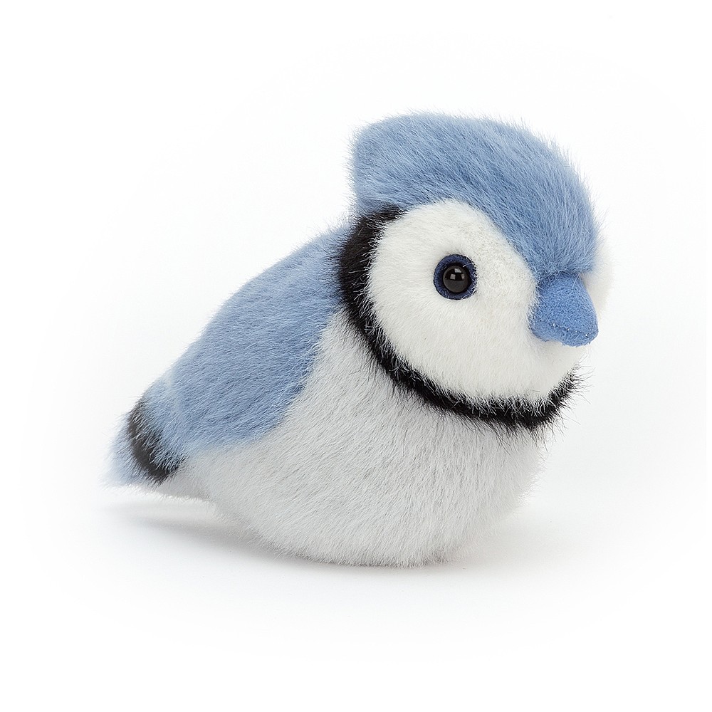 Birdling Bluejay