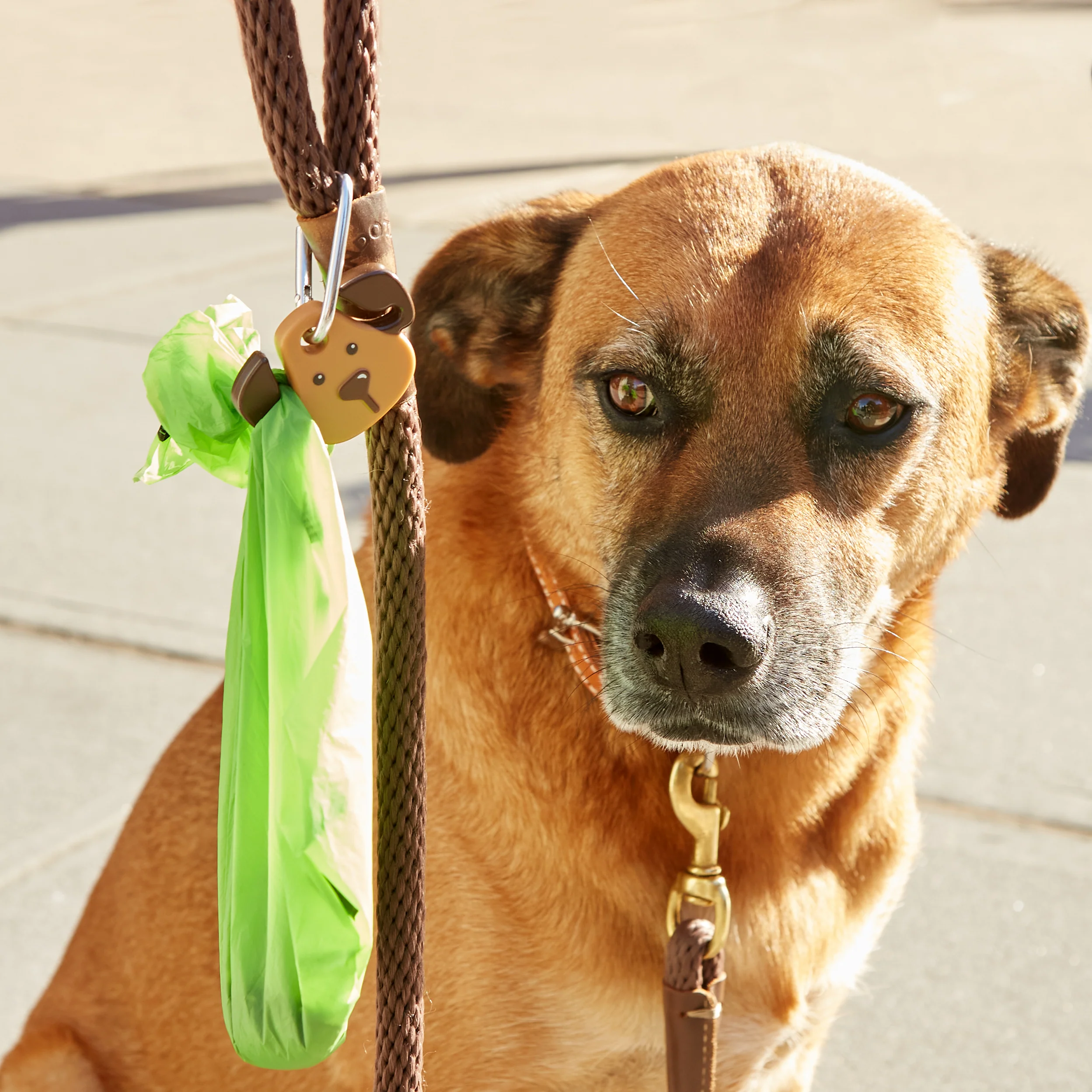 Dog Light - Image 4